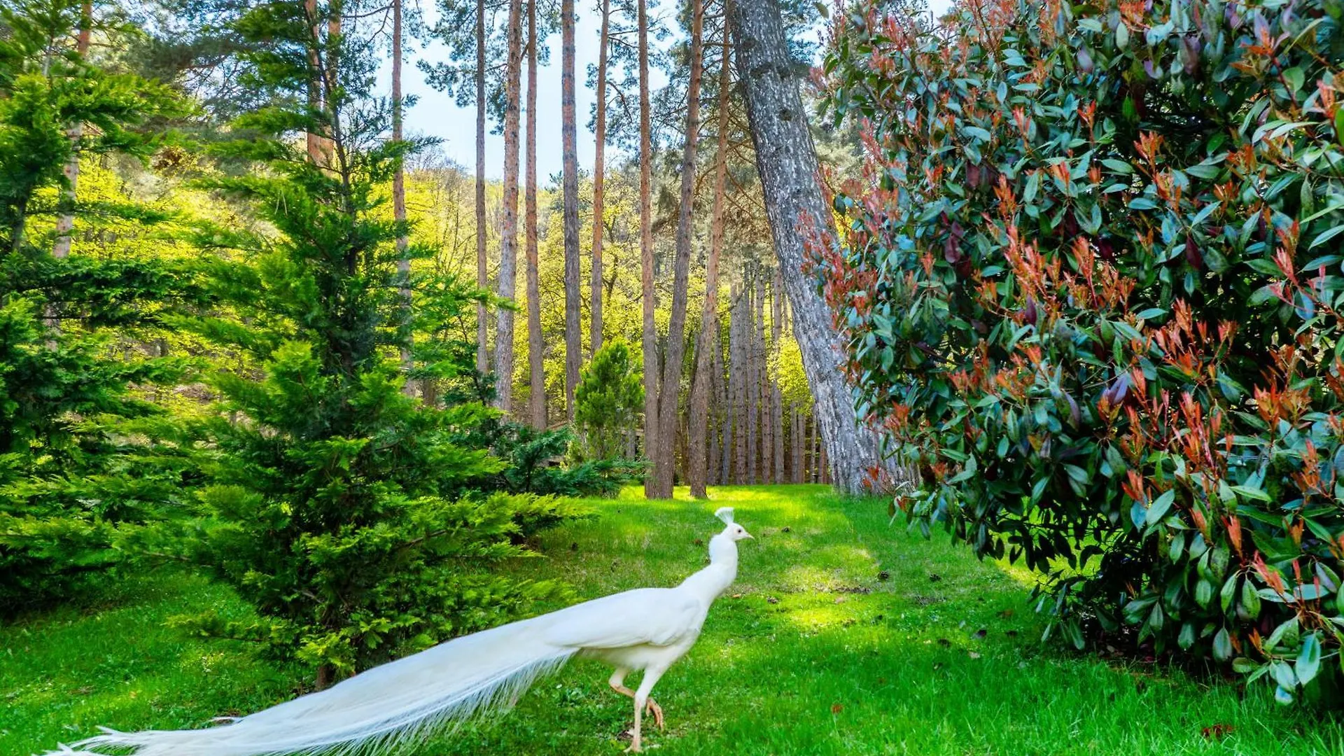 Bioli Wellness Resort Kojori
